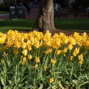 Meet your Posher, Miranda